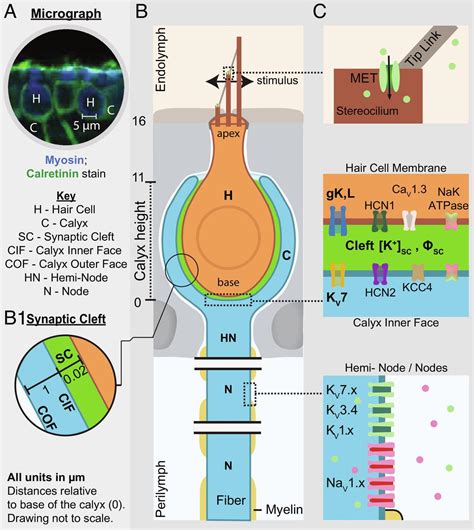 Nonquantal transmission at the vestibular hair cell–calyx synapse: KLV ...