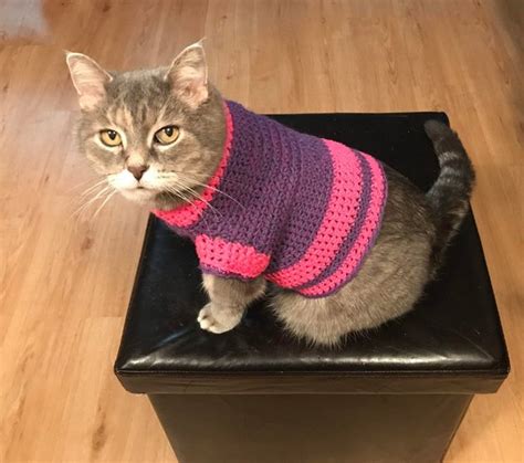 18 Adorable Cats in Sweaters | Cuteness