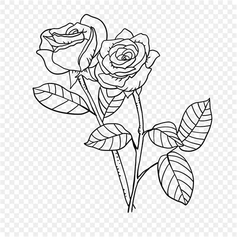 Two Roses Plant Flowers Lineart Rose Clipart Black And White, Flower ...