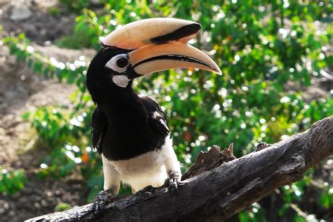 The zoo Lok Kawi Wildlife Park in Kota Kinabalu, Borneo Kota Kinabalu ...