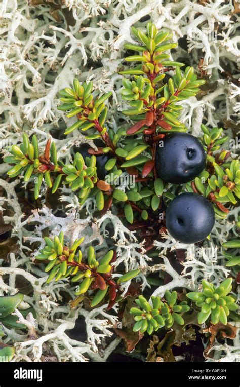 Crowberry has edible fruits Stock Photo - Alamy