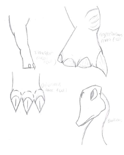 Sauropod Anatomy Studies by NightFury128 on DeviantArt