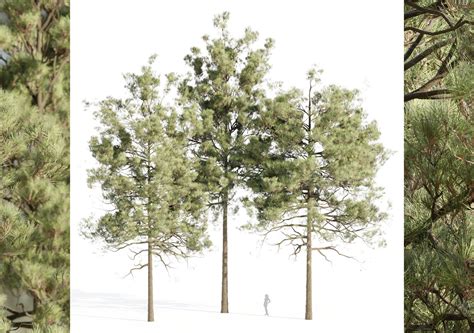 pine trees collection vol 11-Blender-3D-Model | CGTrader