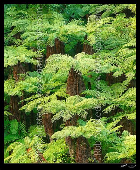 New Zealand Tree ferns growing in abundance. Mostly soft tree ferns (Cyathea smithii) in a lush ...