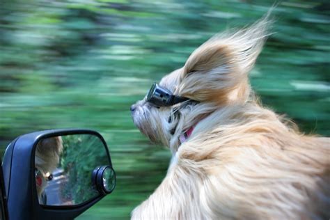 29 Shots of Dogs Sticking Their Heads out of Car Windows [Humor]