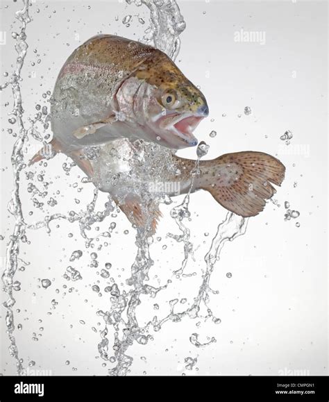 Rainbow trout jumping hi-res stock photography and images - Alamy