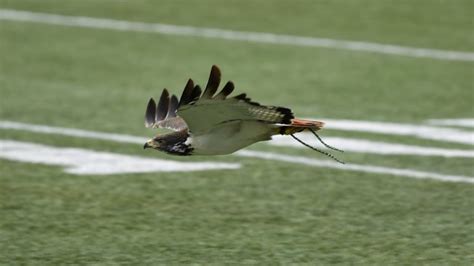 GeekWire interview: When the Seattle Seahawks fly high, team's live mascot Taima leads the way ...