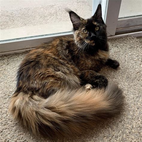 This is Jill. She’s my 7mo old Maine Coon tortie who has a glorious tail. : r/torties