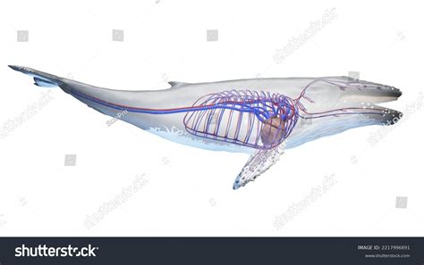 3d Rendered Medical Illustration Whale Anatomy Stock Illustration 2217996891 | Shutterstock