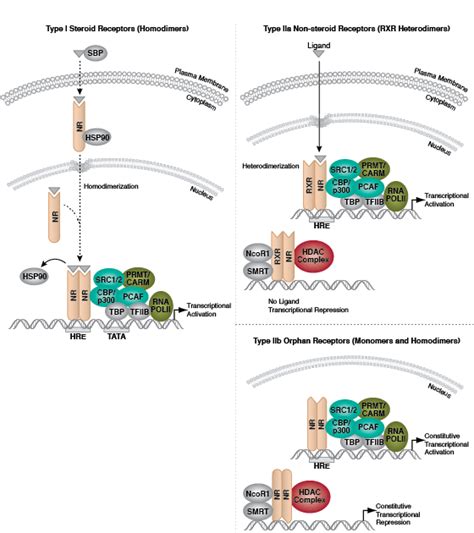 Nuclear Receptors | Cell Signaling Technology