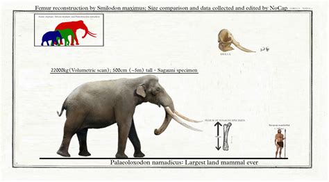 Palaeoloxodon namadicus: Size by TheModes on DeviantArt