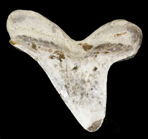 Good-Sized 1.89" Cretoxyrhina Shark Tooth - Kansas For Sale (#31639) - FossilEra.com