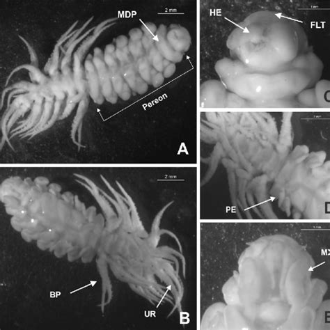 Dorsal view of adult female of the bopyrid isopod Pseudione tuberculata ...