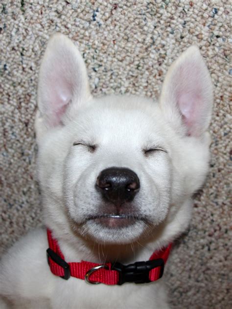 Sleeping Puppy 1 Free Stock Photo - Public Domain Pictures