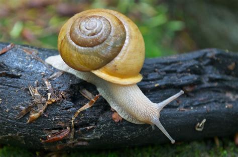 Land Snail on the Move | An unidentified species of land sna… | Flickr