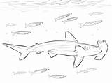 Hammerhead Shark With Pilot Fishes In Marine Life Coloring Page  Free sketch template