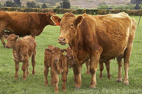 A South Devon cow and her twin calves. This old beef and dairy breed originated in southern ...