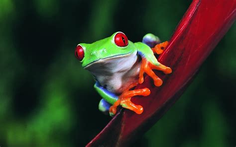 Download Frog Animal Red-eyed Tree Frog HD Wallpaper