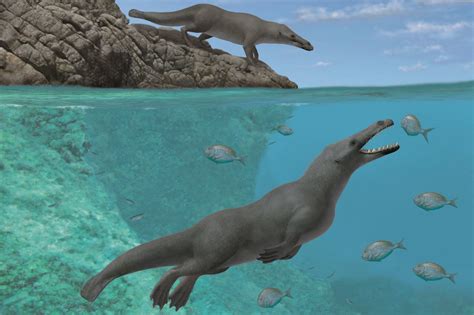 Peregocetus: Bizarre, Prehistoric Four-legged Whale With Hooves and Otter-like Tail Discovered ...