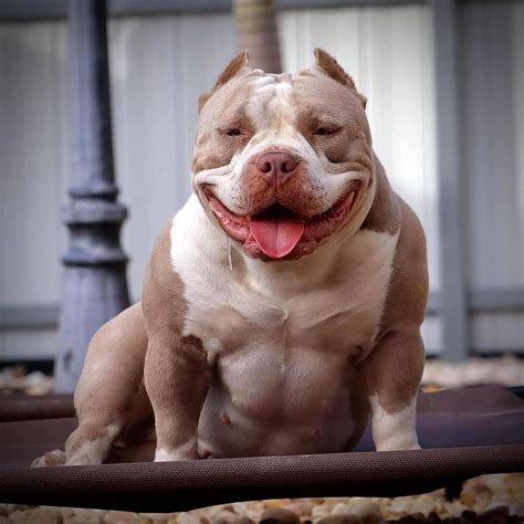 American Bully Stud Service, Choosing a Stud, AI’s, Breeding Tips, Bes ...