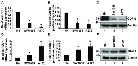 Growth differentiation factor (GDF15) expression decreases from the... | Download Scientific Diagram