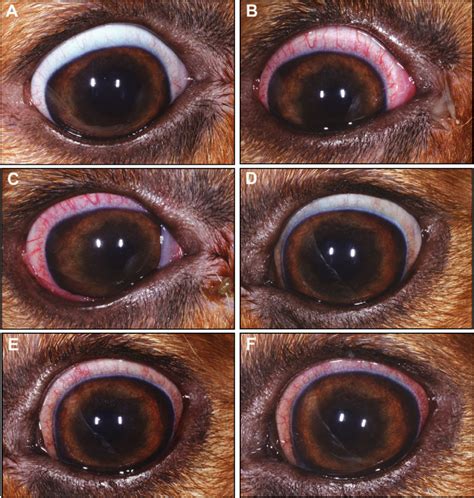 Experimental primary ocular canine herpesvirus-1 infection in adult ...