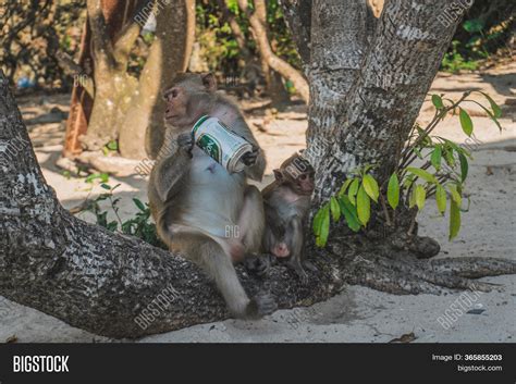 Funny Monkey Drinking Image & Photo (Free Trial) | Bigstock