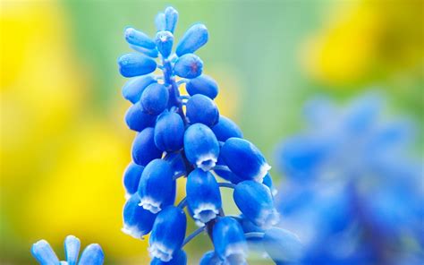 Pretty Blue Flower wallpaper | 1920x1200 | #83340