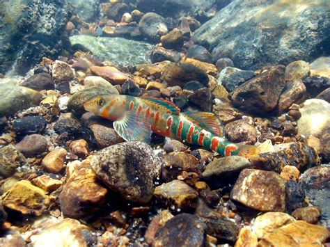 Endangered Candy Darter Fish Wins 368 Stream Miles of Protected ...