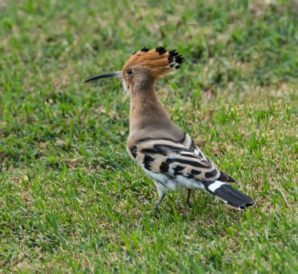 Land of Israel: National Symbols of Israel – National Bird