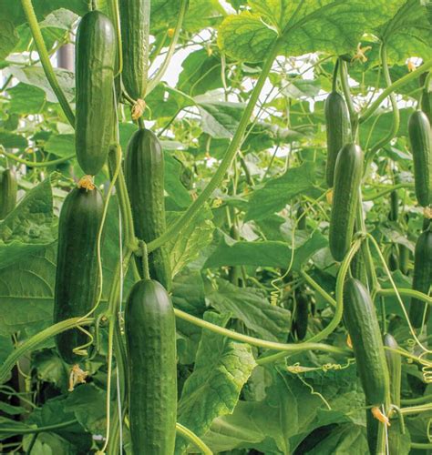 Socrates Organic Cucumber Seeds – West Coast Seeds