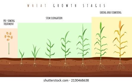 839 Wheat Growth Stages Images, Stock Photos & Vectors | Shutterstock