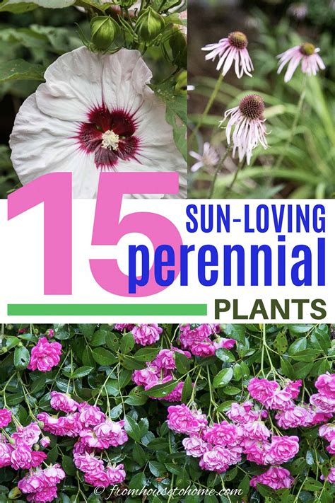 Full Sun Perennials: 17 Low Maintenance Plants That Thrive In Sun ...