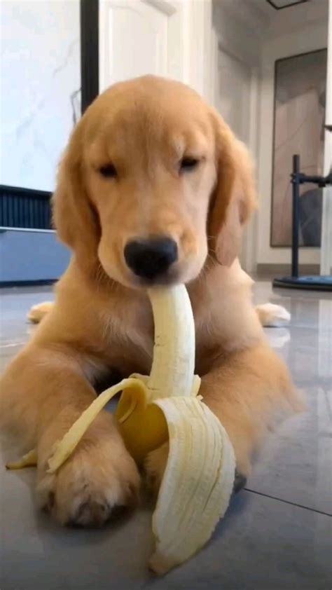 dog eats Banana 🍌🐶🐾 | Video di cane, Cuccioli di golden, Foto di cani ...