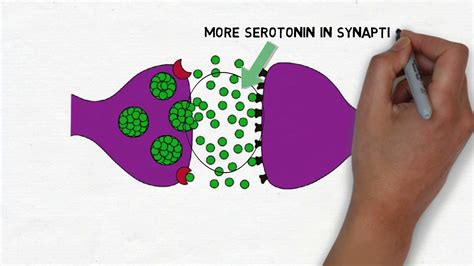 2-Minute Neuroscience: Selective Serotonin Reuptake Inhibitors (SSRIs ...