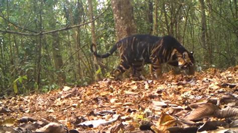 Extremely rare melanistic tiger spotted in Odisha | Trending ...