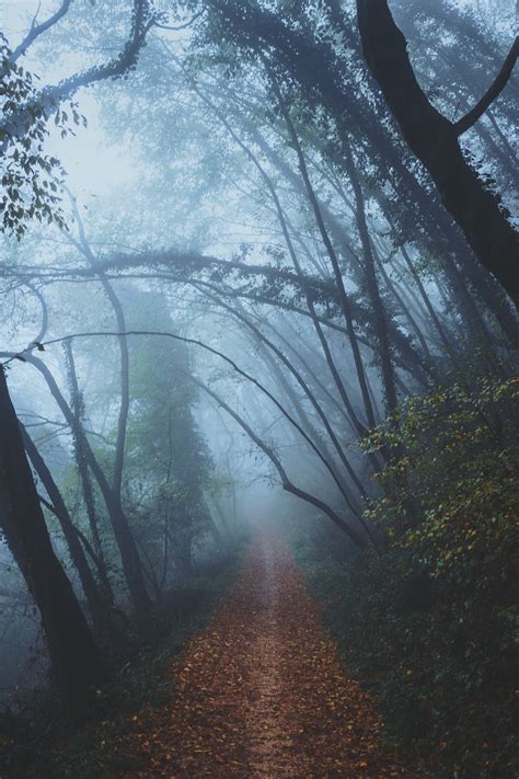 a leaf covered path through a foggy forest, autumn in a misty forest 4k ...