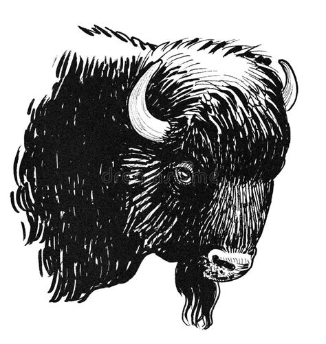 Bison Head Stock Illustrations – 3,410 Bison Head Stock Illustrations ...