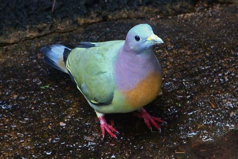 Fragile Forest - Pink-necked Green Pigeon - ZooChat