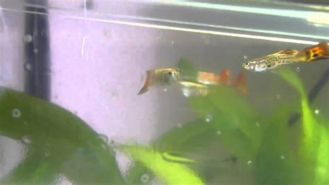 Guppy Breeding Behavior - YouTube