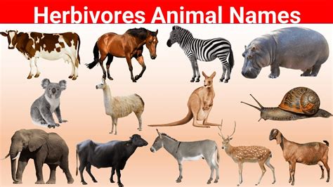 Herbivorous Animals