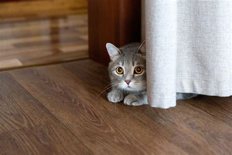 Why Is My Cat Hiding? | Great Pet Care