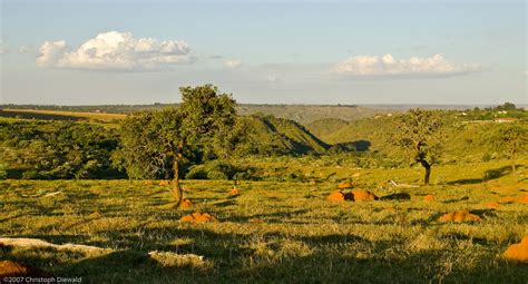 Brazilian Cerrado (Savanna) | Degraded pasture. Note the ter… | Flickr