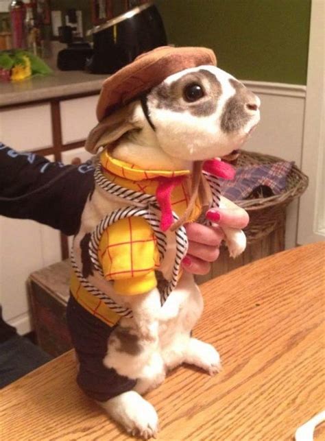 23 Animals Who Do Halloween Way Better Than You