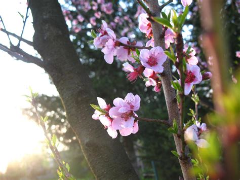 Peach Tree Blossom by pilka3331 on DeviantArt