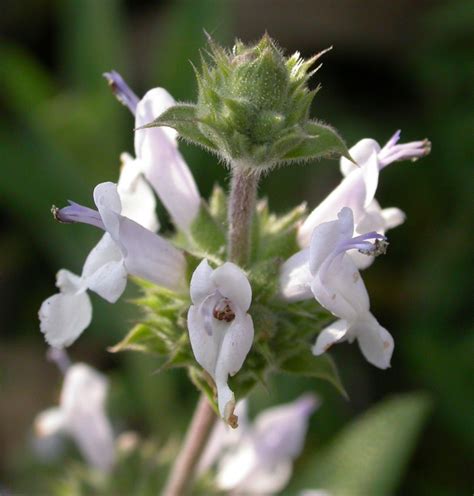 Tags : plants shrub native edible coastal sage scrub