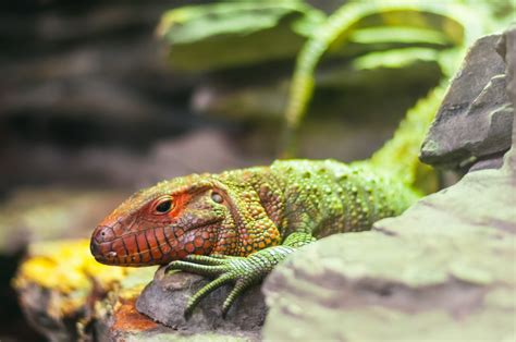 Free Images : nature, wild, zoo, green, iguana, fauna, lizard, close up, colors, animals ...