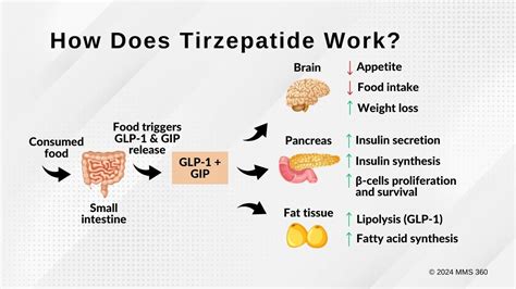 How Does Tirzepatide Work - Regenerative Revival Medical Center Houston TX