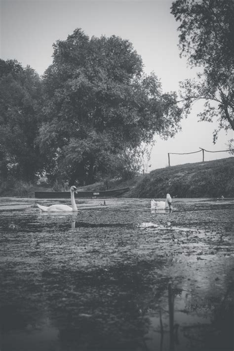 Free picture: black and white, monochrome, birds, swan, marshland, ecosystem, aquatic plant ...