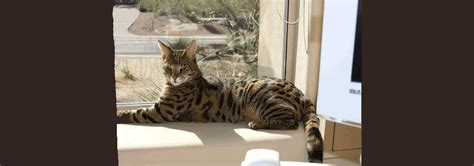 Savannah Cat Rescue — Caring for the Savannah Cat Breed